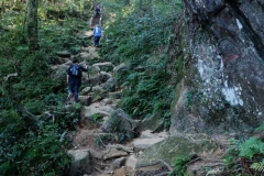 北得拉曼巨木步道
