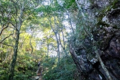 北得拉曼巨木步道