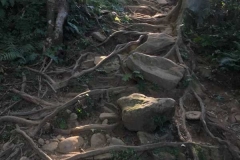 北得拉曼巨木步道