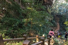 北得拉曼巨木步道