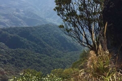 北得拉曼巨木步道