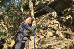 北得拉曼巨木步道