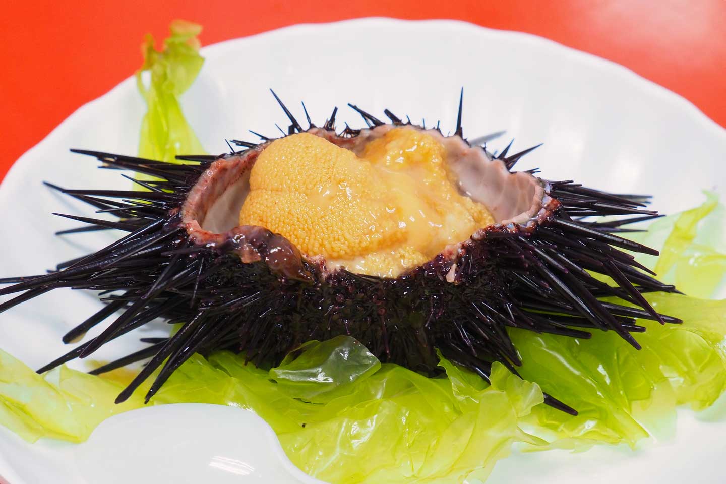 海膽